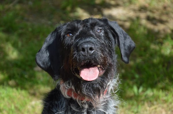 PEPPER