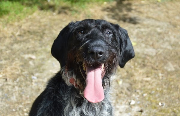 PEPPER