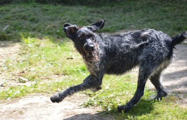 PEPPER