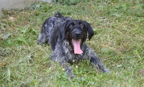 PEPPER