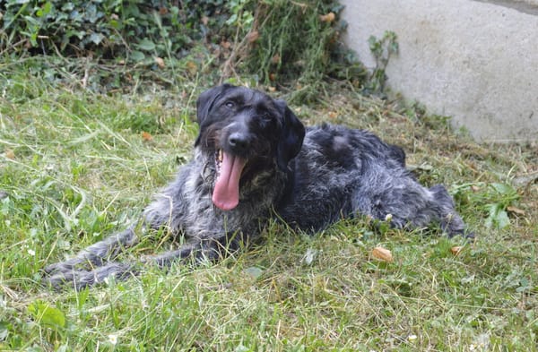 PEPPER