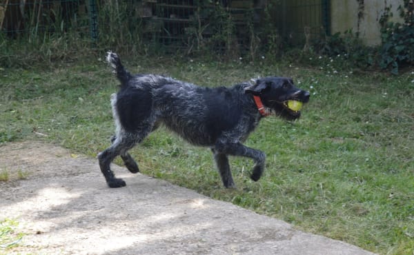 PEPPER