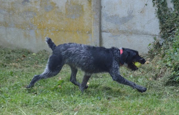 PEPPER