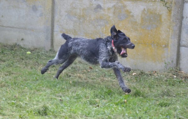 PEPPER