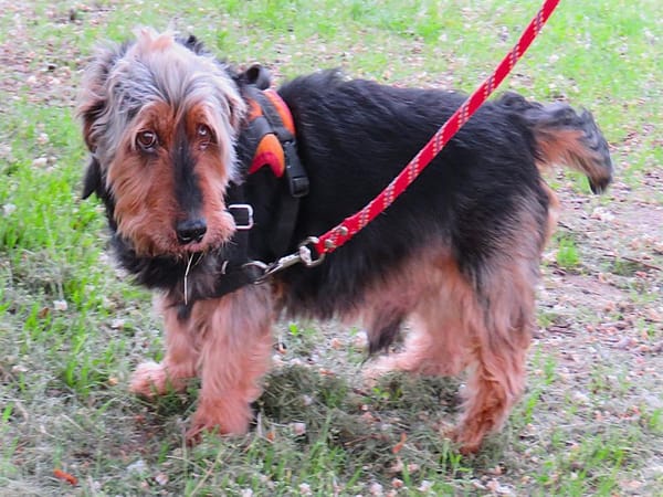 FILOU