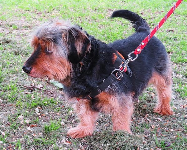 FILOU