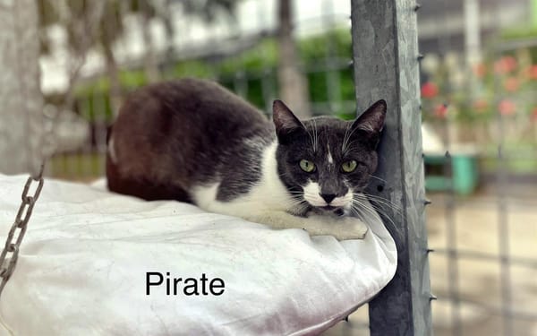 PIRATE