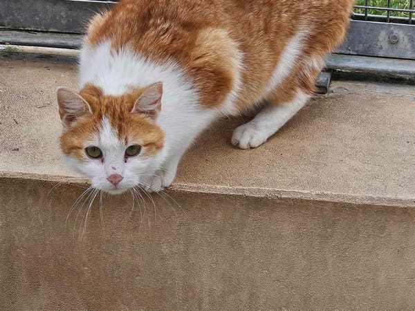 KITTY