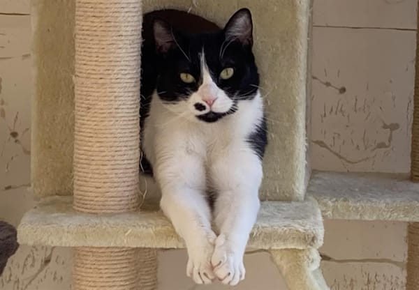 MOUSTACHE CT