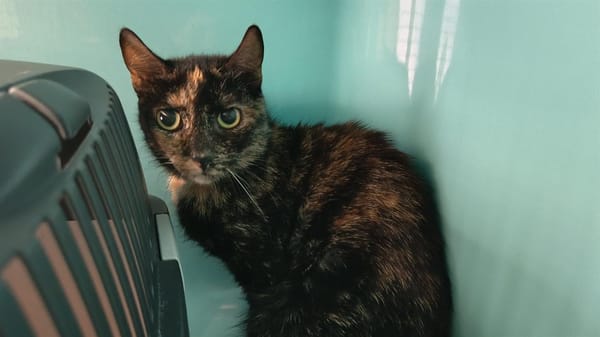 NALA C