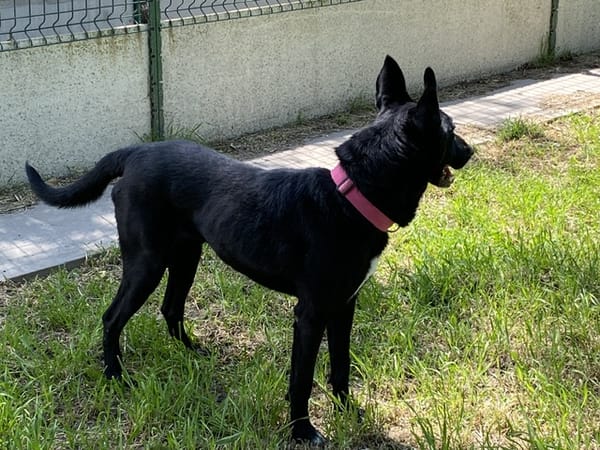 Yuzu dit Black