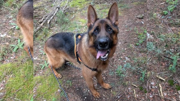 Tino