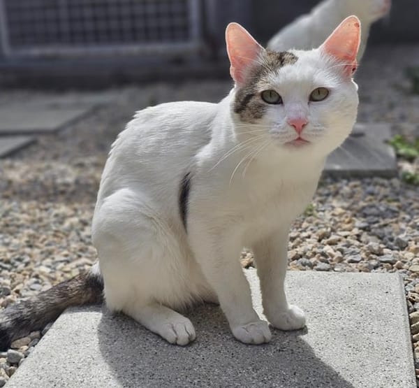 MILO