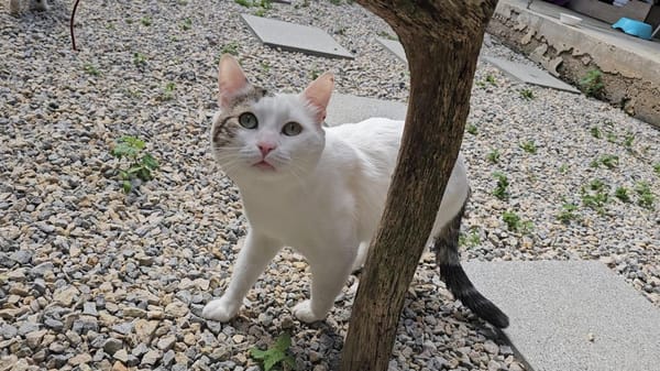 MILO