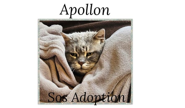 APOLLON