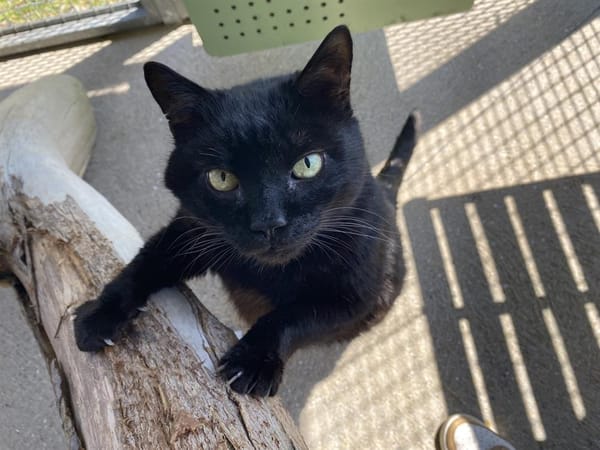 blacky