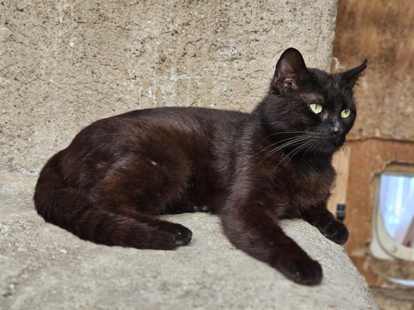 REGLISSE