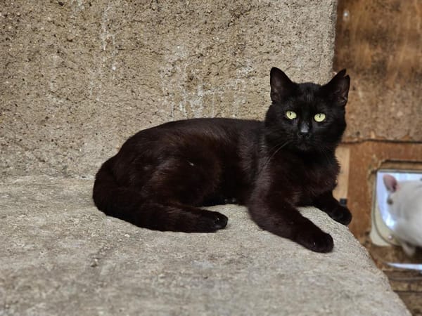 REGLISSE