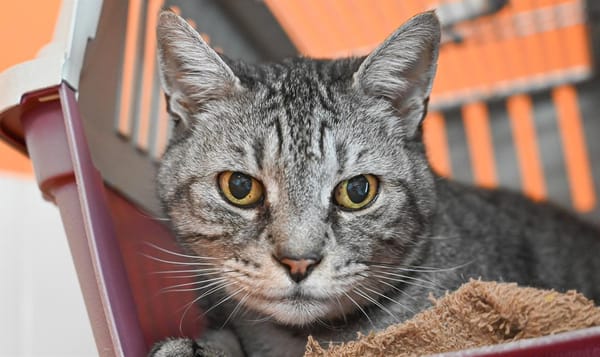 MINOU