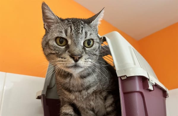 MINOU