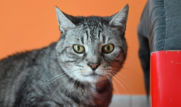 MINOU