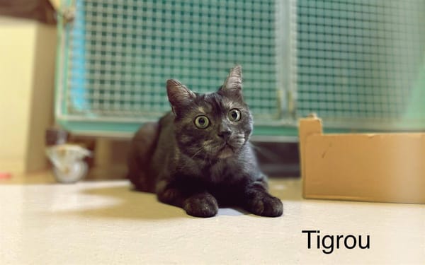 Tigrou