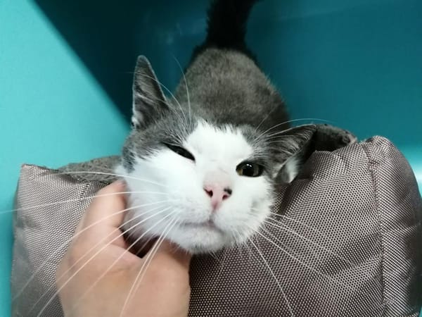 Basil