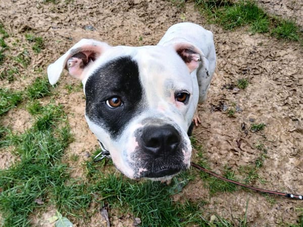 TYSON