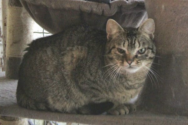 MINET