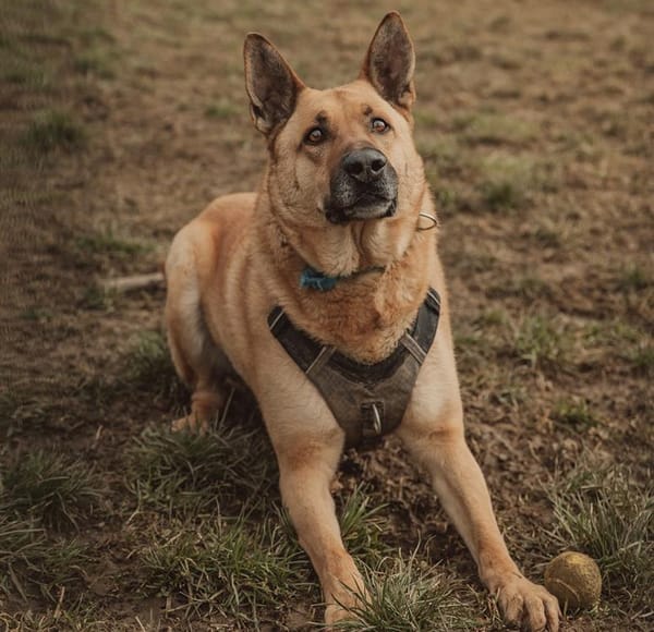 ARKO