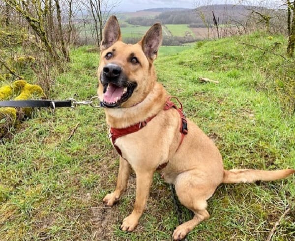 ARKO