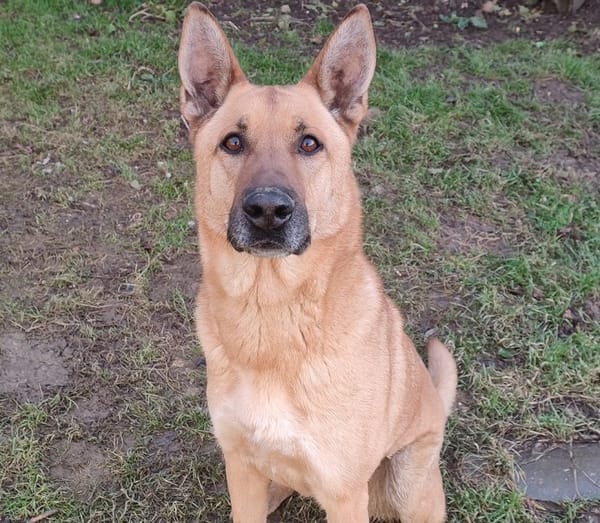 ARKO