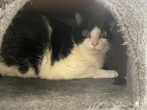 Zorro CT FIV +