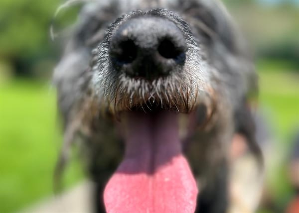FIDO