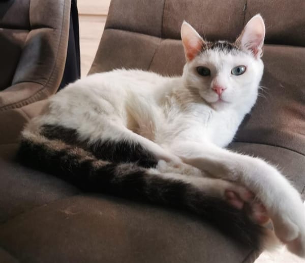 BLANCO (RESERVE)