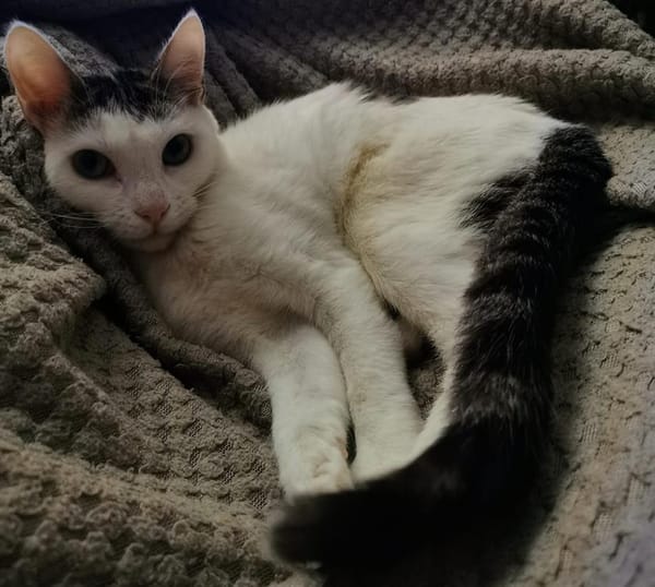 BLANCO (RESERVE)