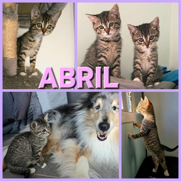 ABRIL A RESERVER