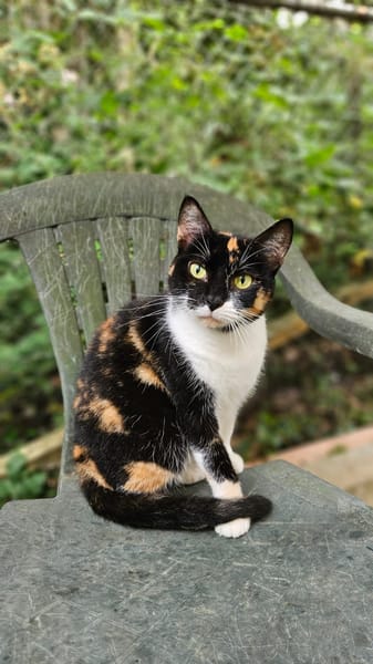 MINETTE