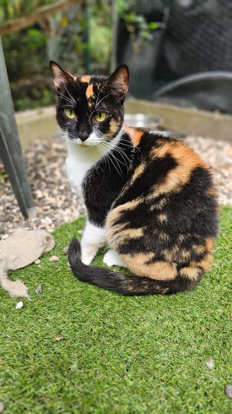 MINETTE
