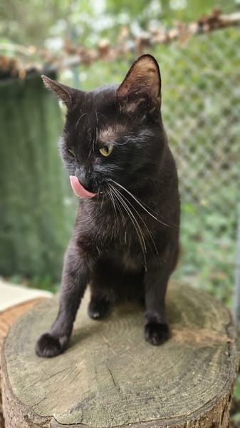 BLACKY
