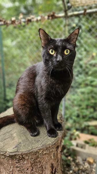 BLACKY