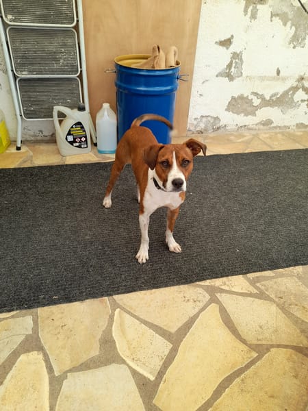 Koffee chien Réunion