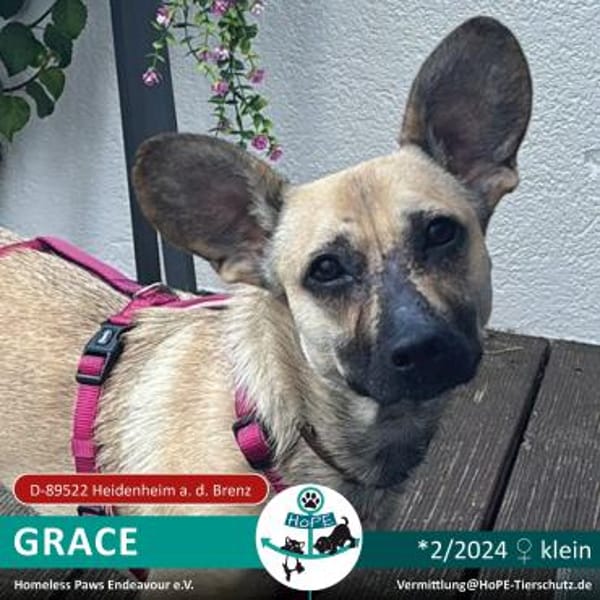 Grace - 02/2024 in 89522 Heidenheim