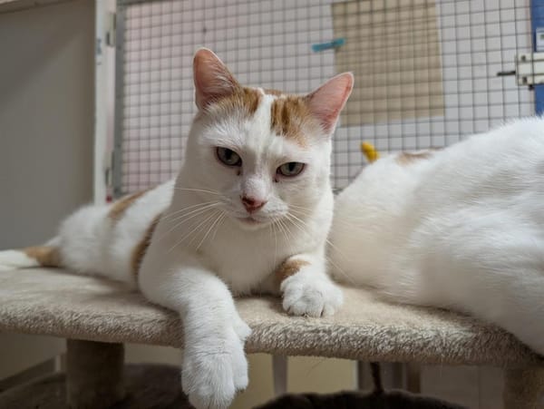 LEO A17088