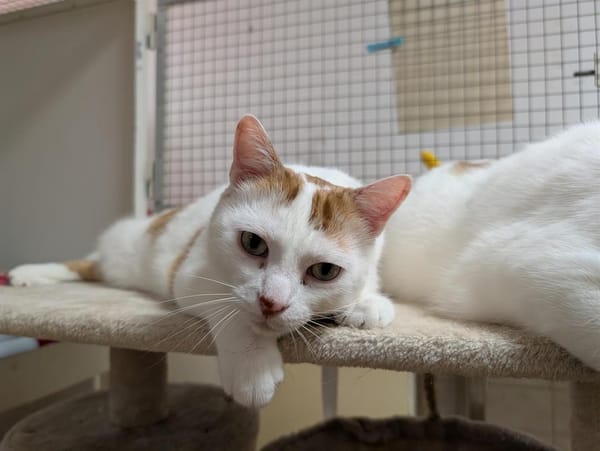 LEO A17088