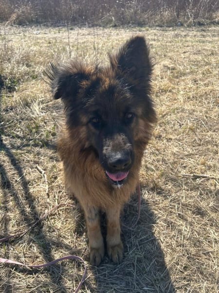 Maximus