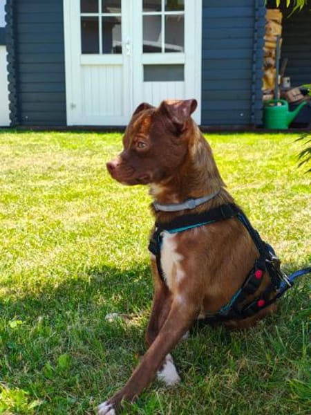 Jaxon in Berschweiler