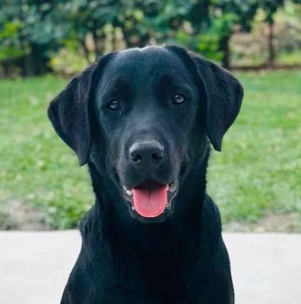 IGOR
