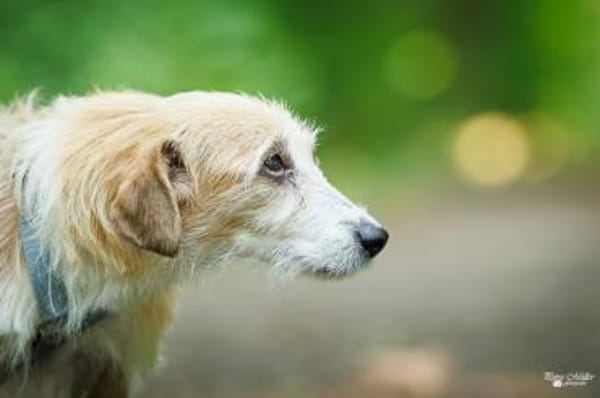 Gerettete Bea sucht ein Zuhause