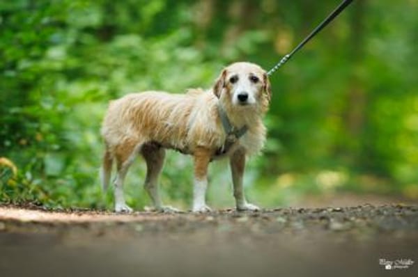 Gerettete Bea sucht ein Zuhause